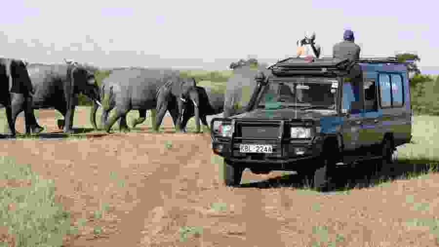 Elephant herds at Amboseli National Park