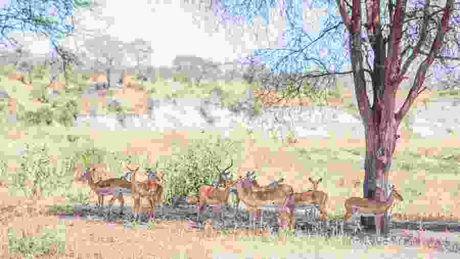 Witness the African wildlife