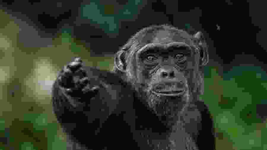 Kibale Chimpanzee Trekking