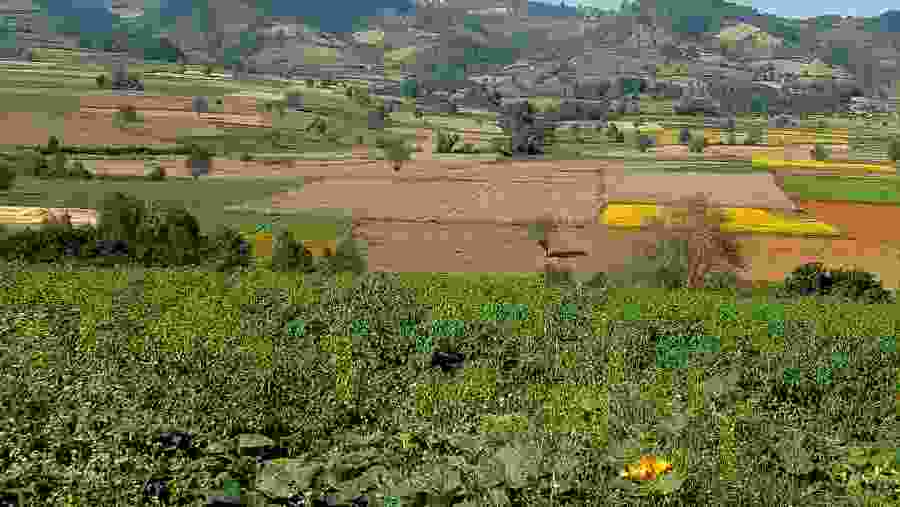 Trek Through the Hills and Sight Unique Plantation
