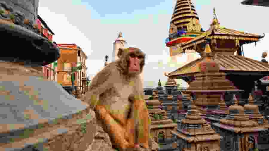 See the Beautiful Monkey Temple