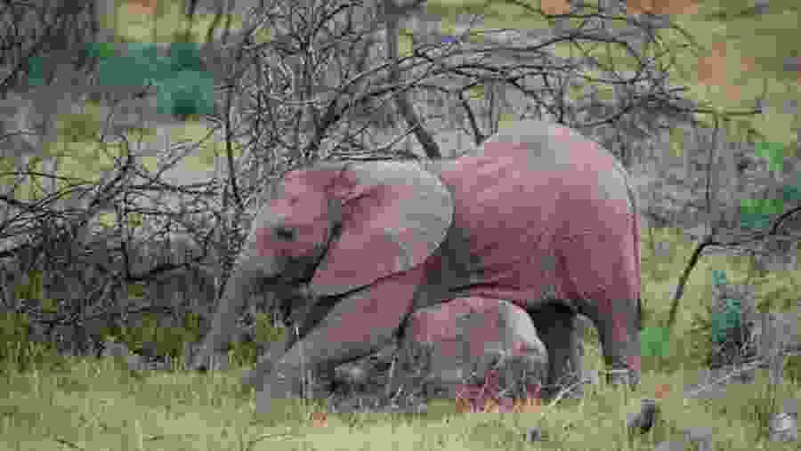 Baby Elephant