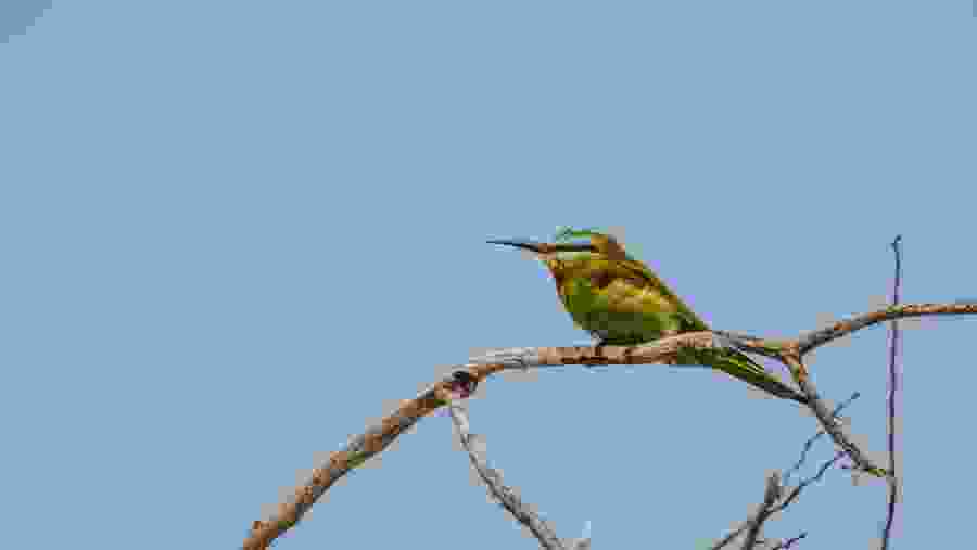 Bird