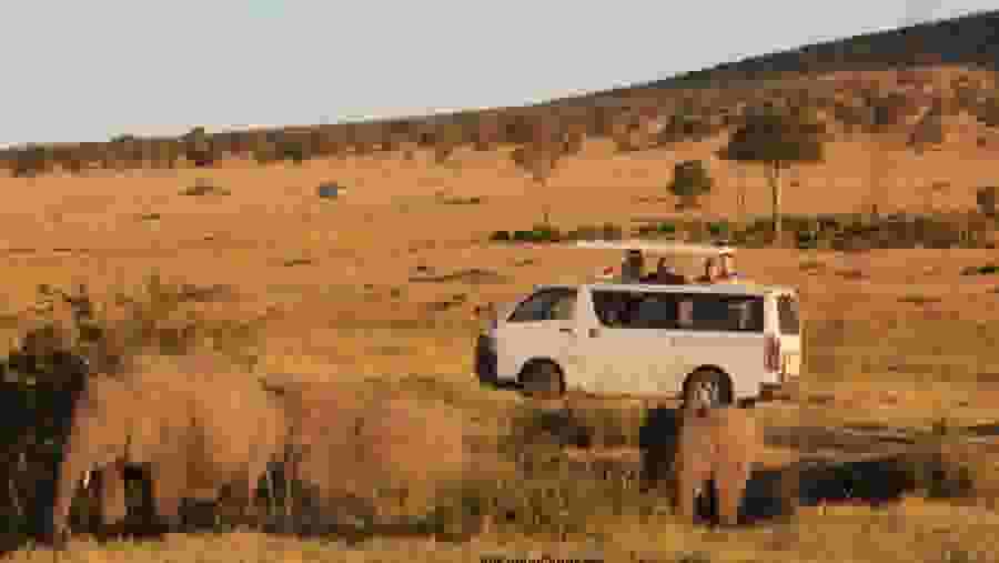 Elephants spotted on a game drive