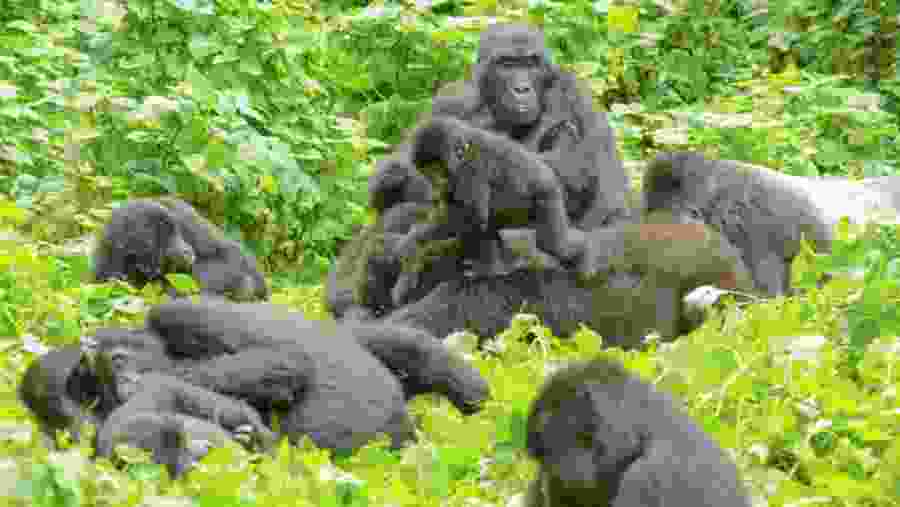 Bwindi Gorilla trekking