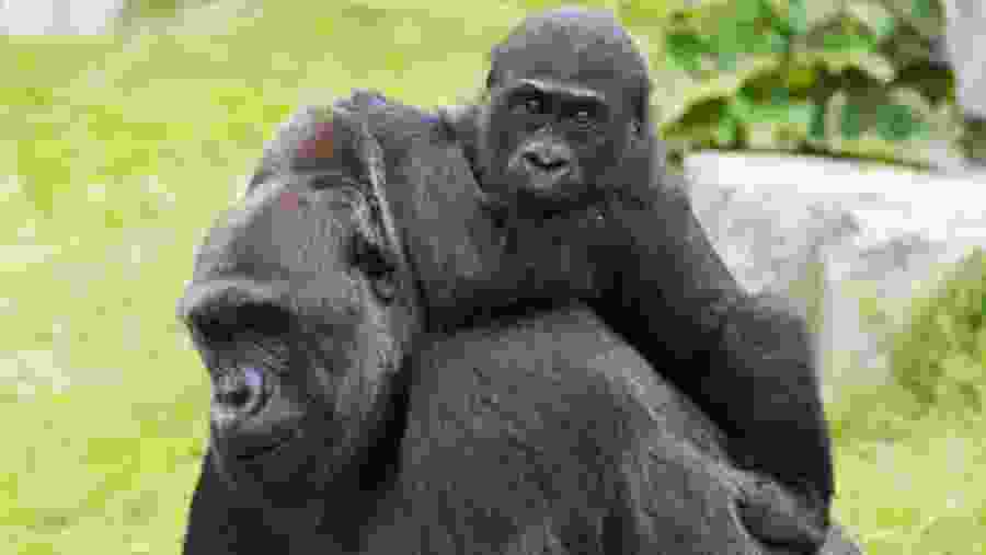 Bwindi National Park