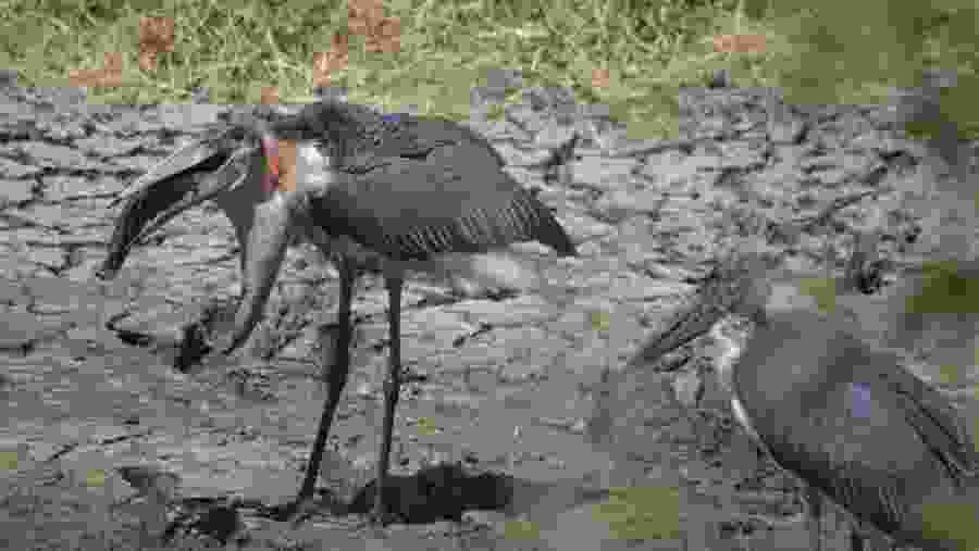 Explore the bird life