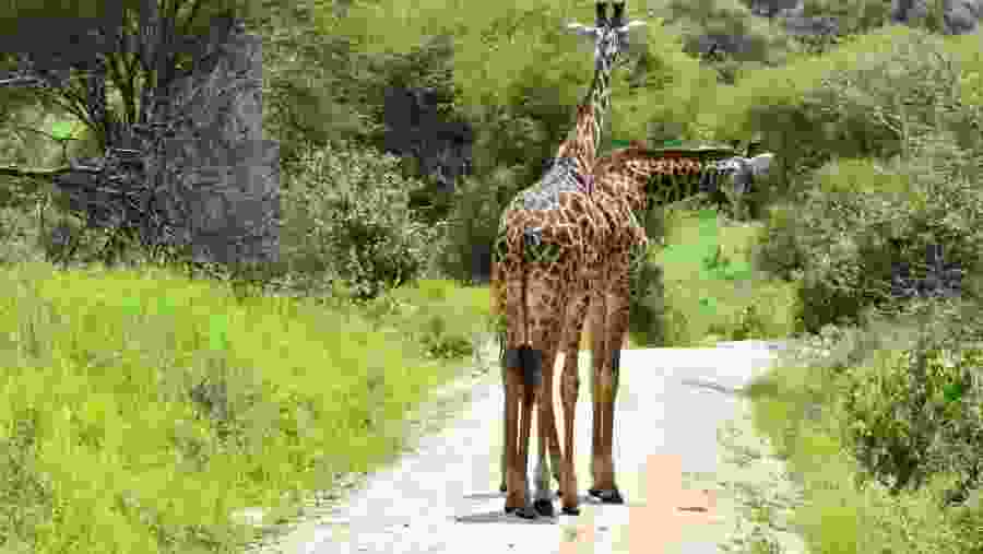 Masai Giraffe