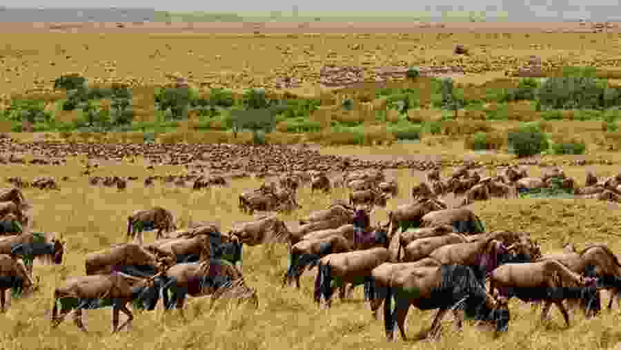 The Great Wildebeest