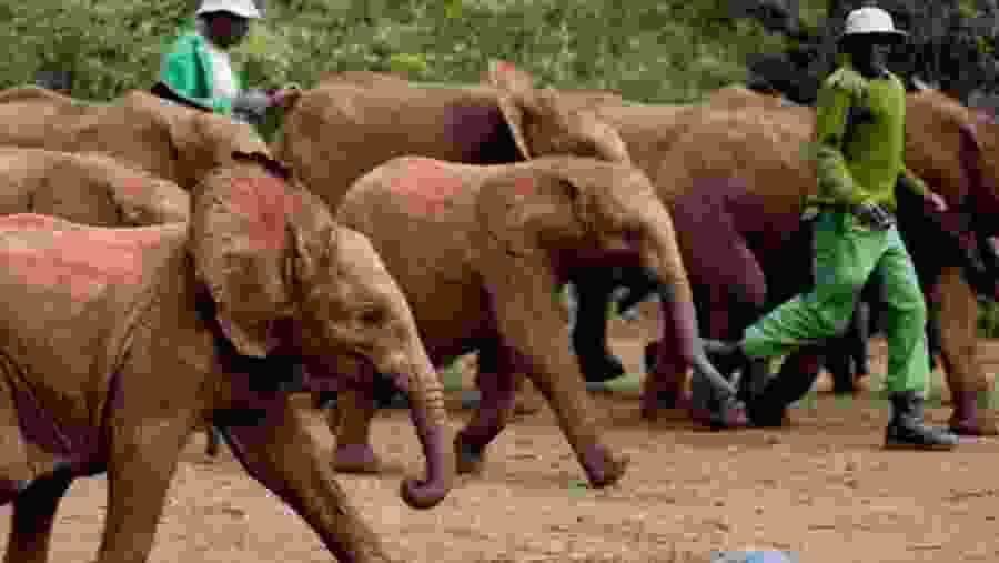 The Elephant Orphanage