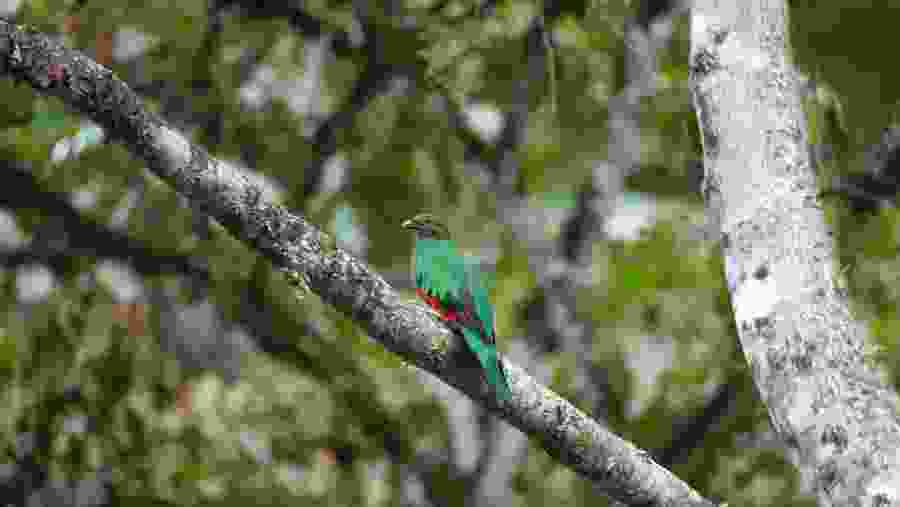 White-tipped quetzal