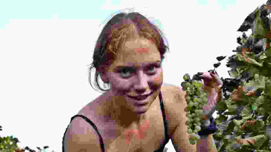 picking grapes