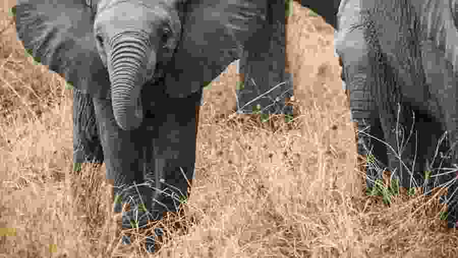 Witness the African wildlife