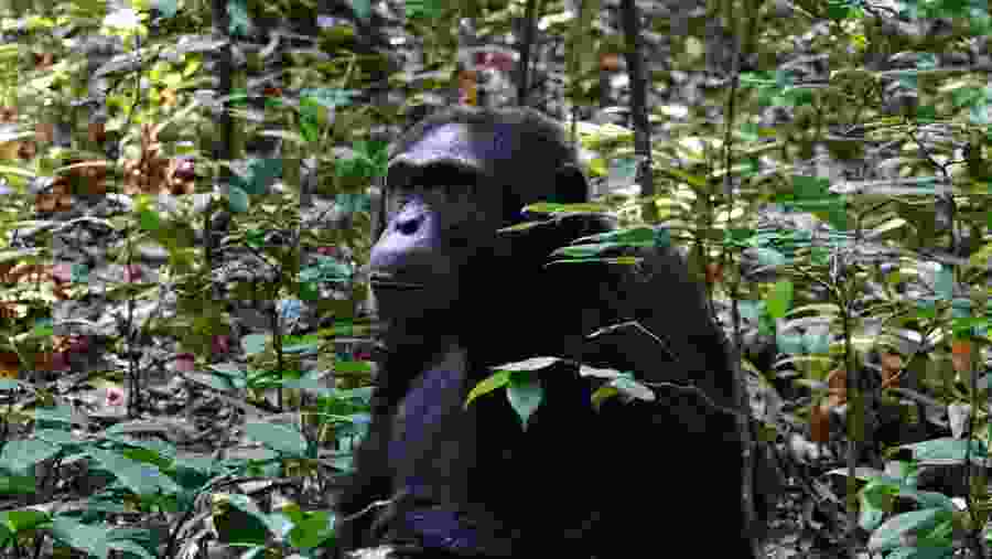 Chimpanzee Tracking