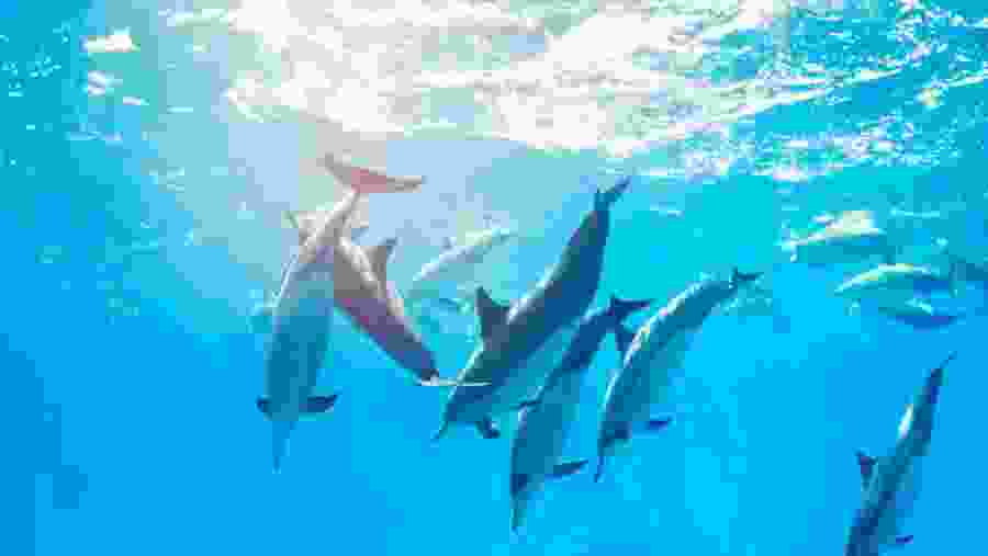 Aquatic life at the Satayh Dolphin Reef