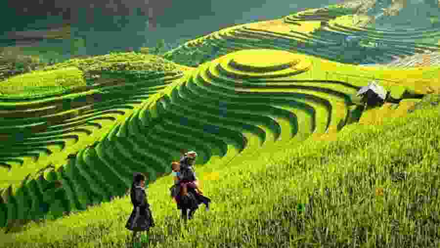 Rice Terrace in Vietnam