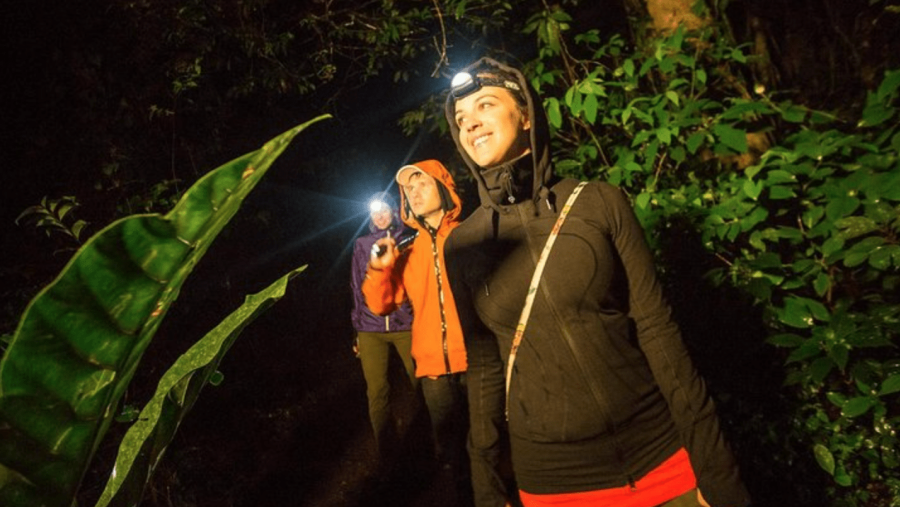 Night jungle hikes