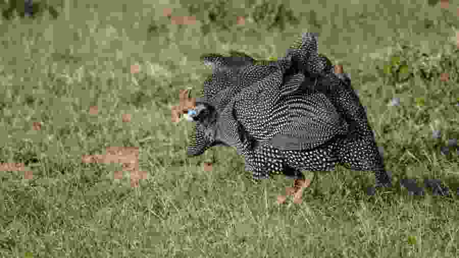 Guinea Fowl