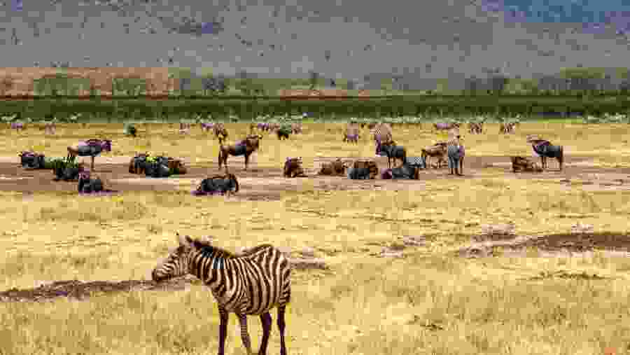 Fauna at Serengeti