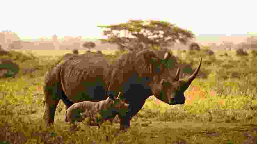 Rhinos in Ziwa Sanctuary
