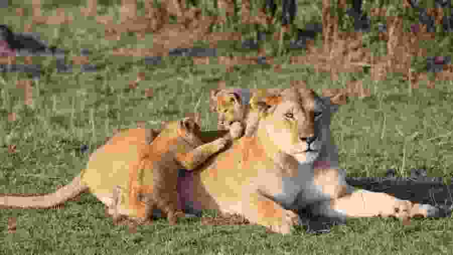 Lioness with her cubs at Masai Mara National Reserve