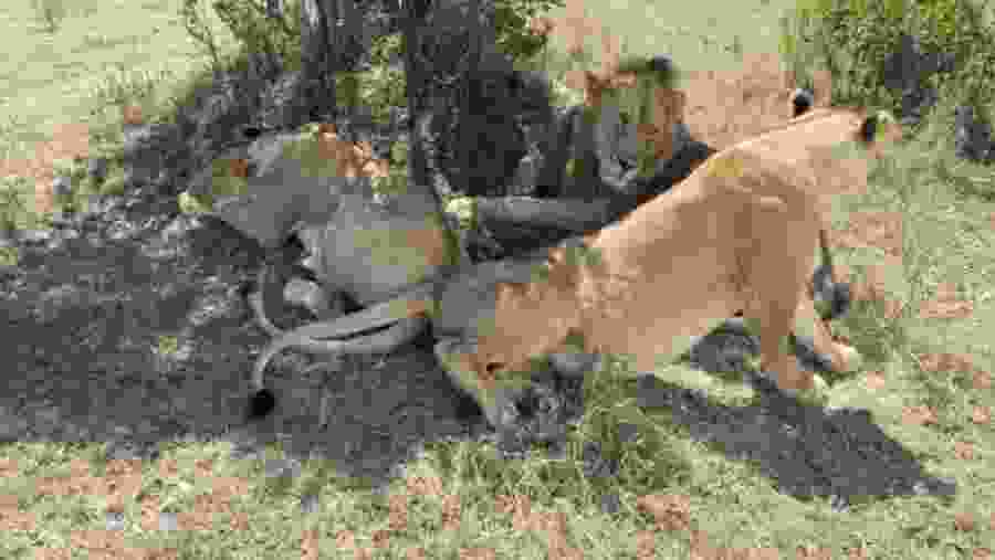 Pride of lions in Masai Mara
