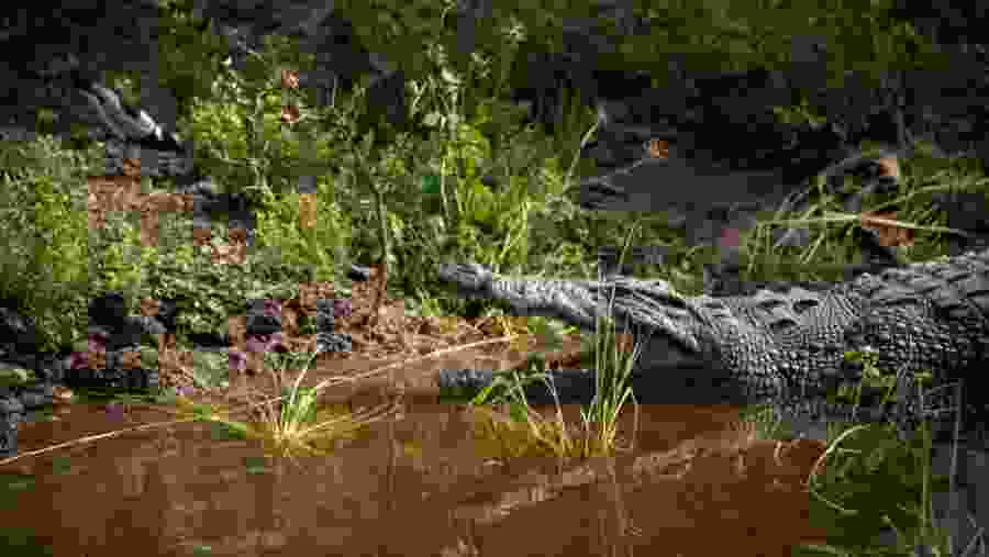 Crocodile