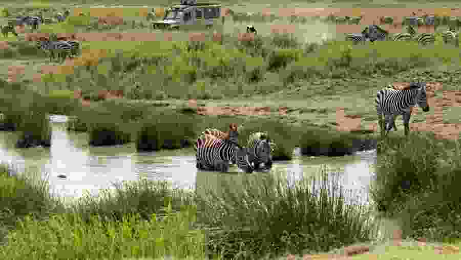 Zebra at the National Park