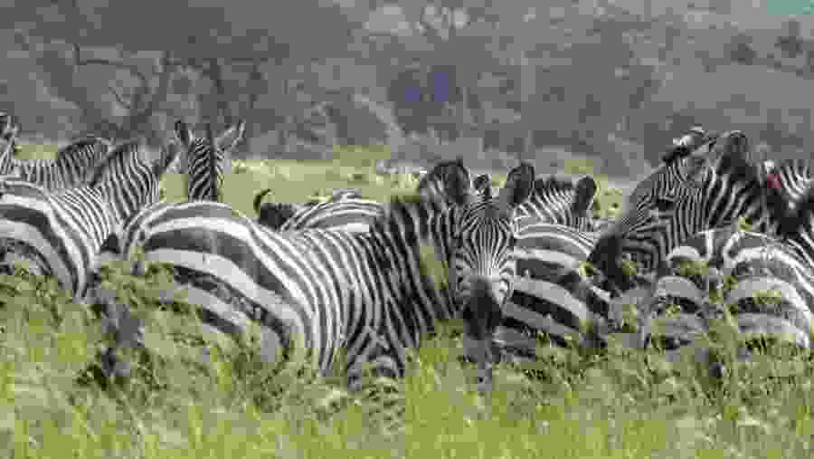 Zebras