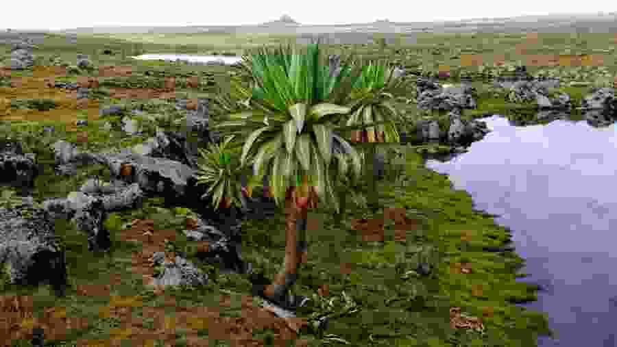 Bale Mountains National Park, Ethiopia