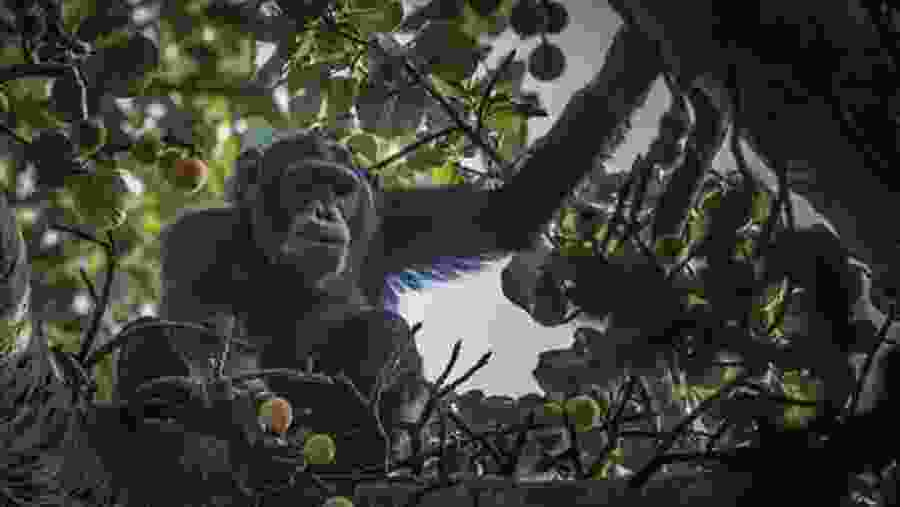 Chimpanzee tracking in Kibale National Park