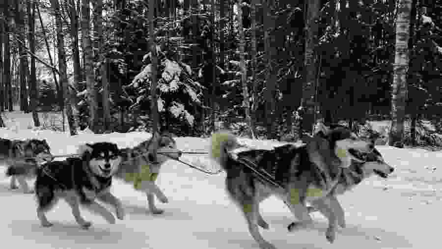 Siberian Husky Sledging