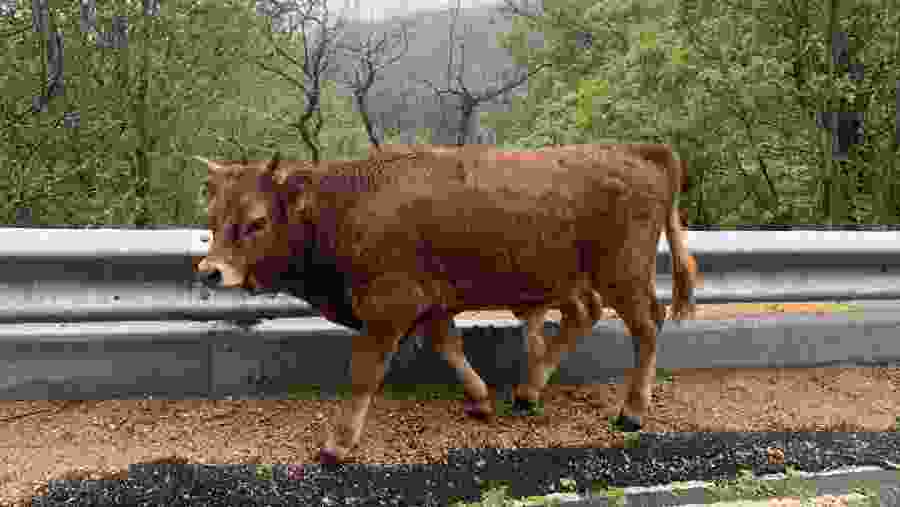 Spot animals