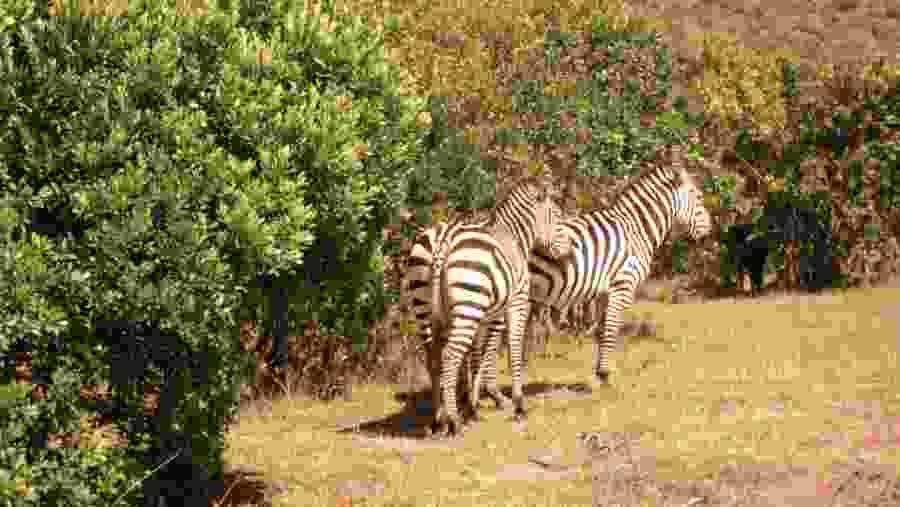 Zebras in Masai Mara NationalReserve