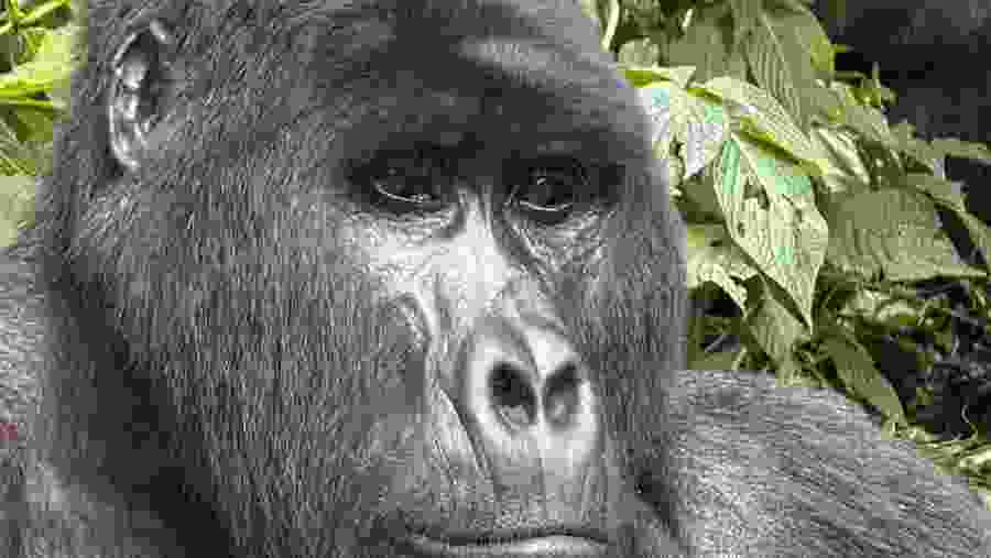 GORILLA
