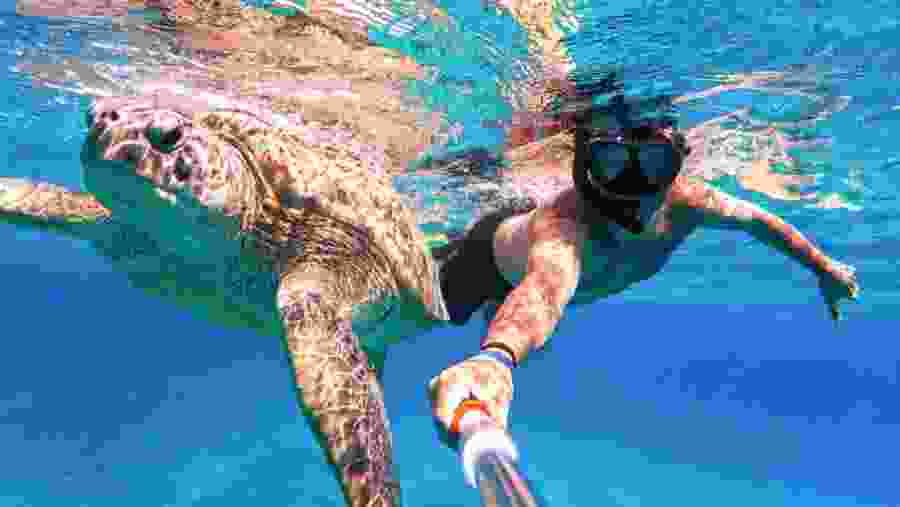 Travelers with the aquatic life at the Red Sea