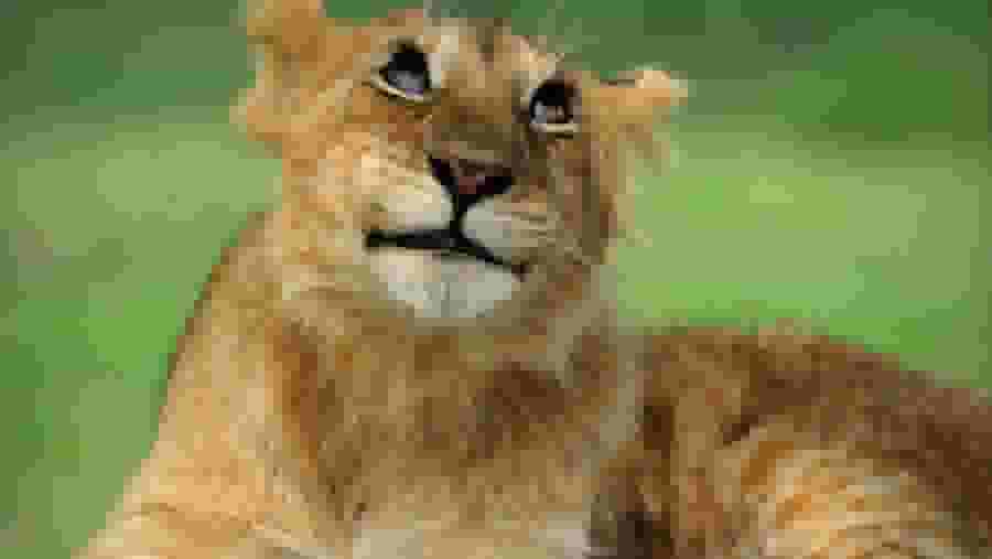 Lion at Serengeti National Park