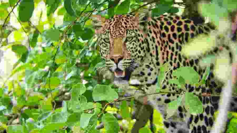 Leopard at the Game Reserve