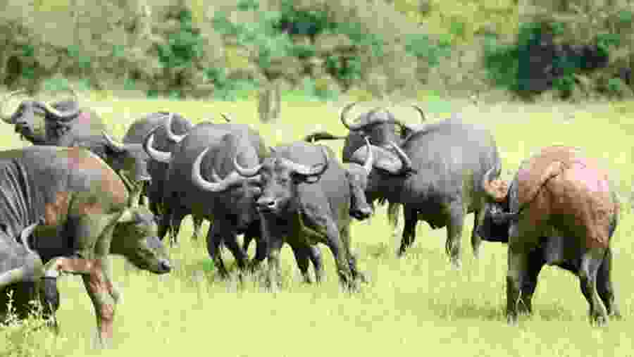 Water Buffaloes