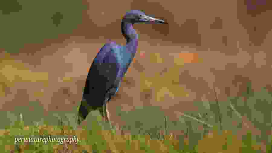 Little Blue Heron