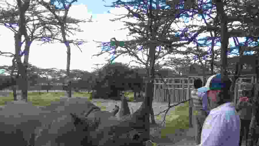 Baraka the blind rhino