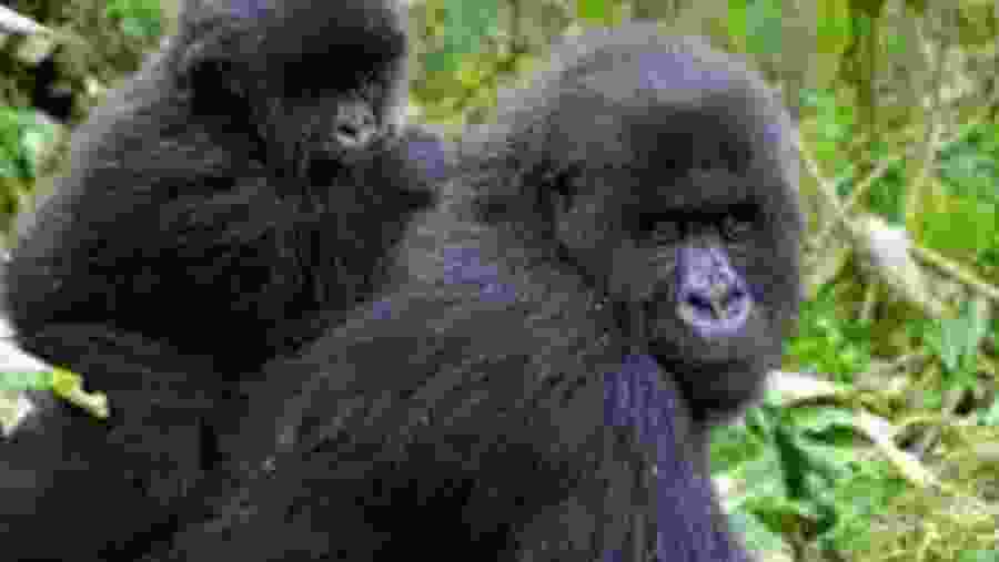 Bwindi Gorilla Trekking Safari in Bwindi Impenetrable National Park