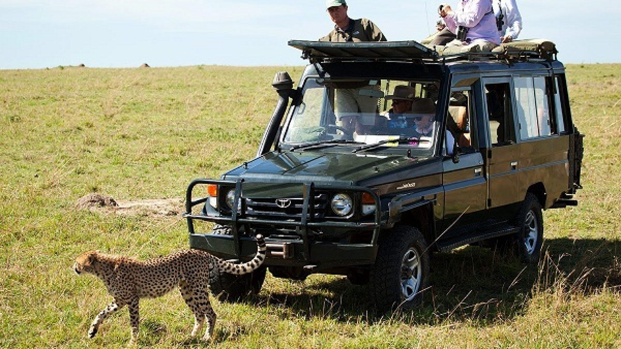 Masai Mara National Reserve Safari