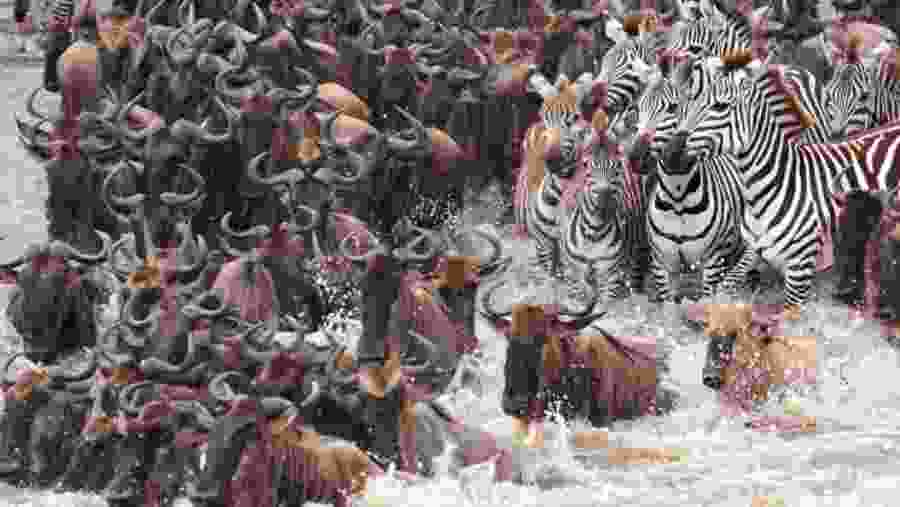 Migrating animals