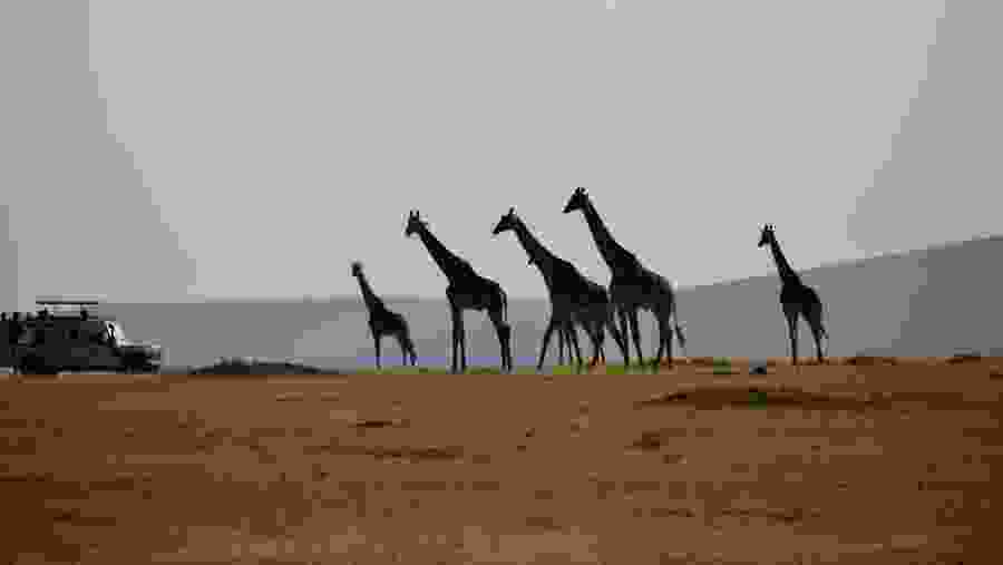 Encounter Giraffes at Ngorongoro Crater