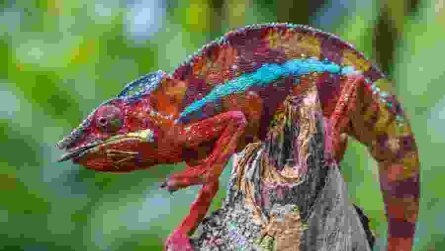 Panther chameleon