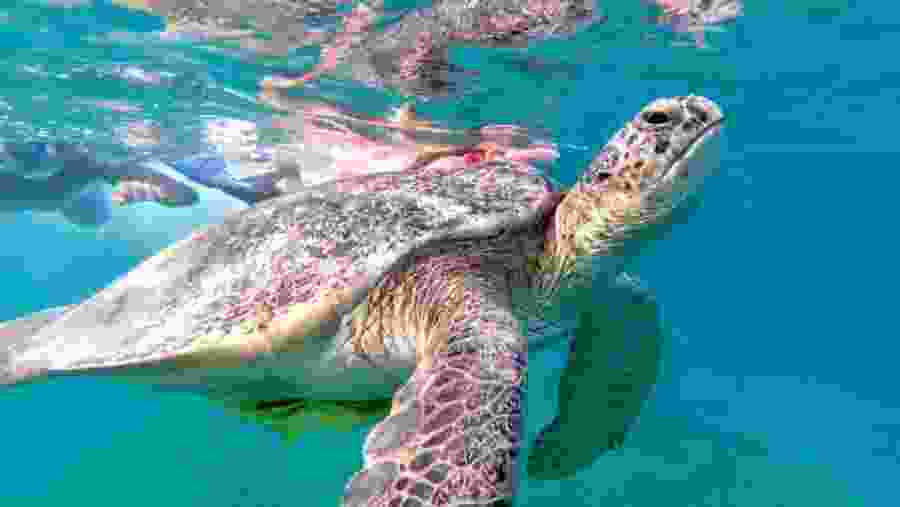 Aquatic life at the Satayh Dolphin Reef