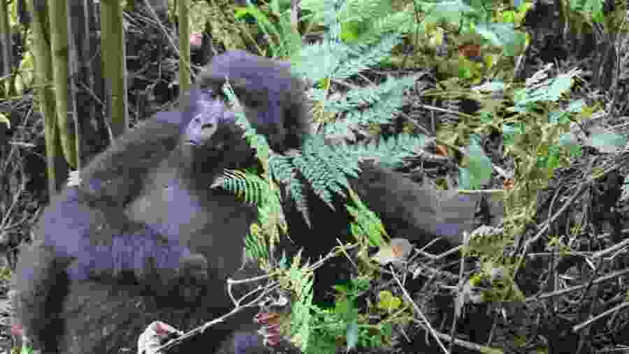 Rwanda Gorilla Safari