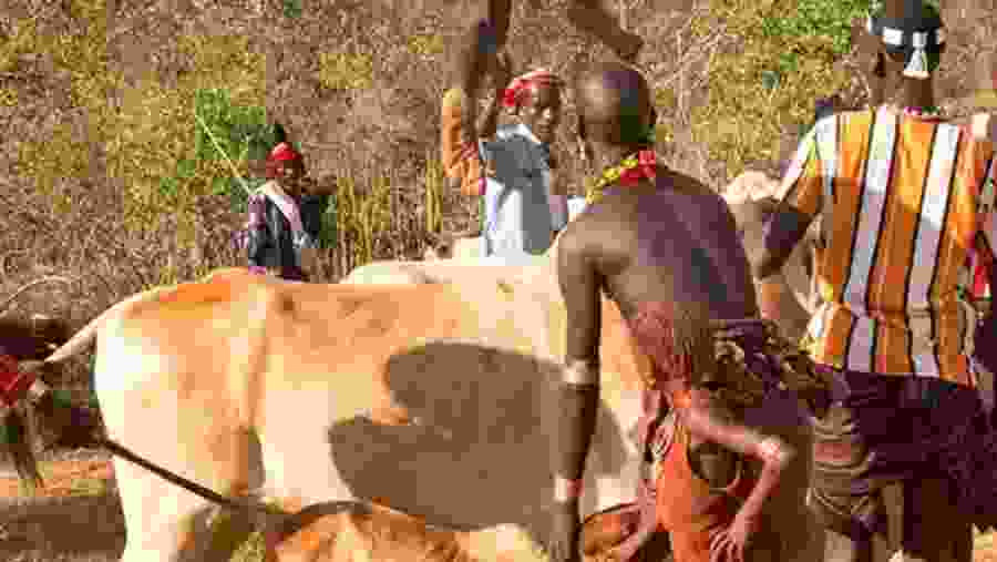 Witness the local culture of Africa