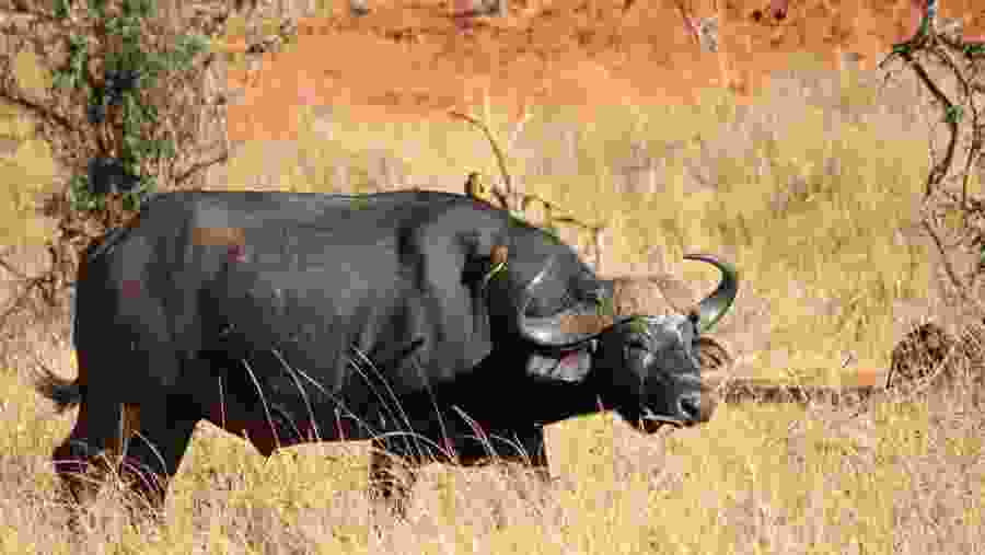 African Buffalo at Amboseli National Park